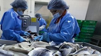 Технолог по переработке рыбы и морепродуктов