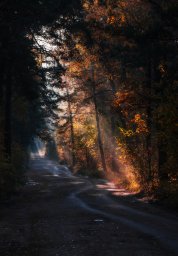 Осенним утром на лесной дороге