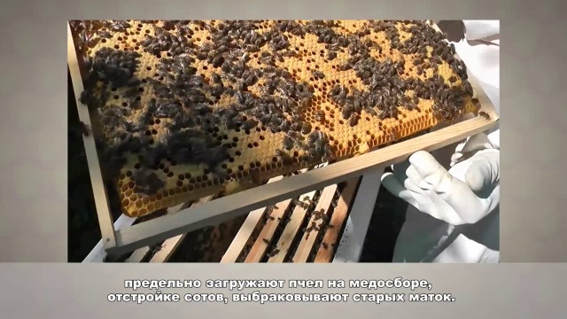 Обучение пчеловодству урок № 3 - Сезонные работы на пасеке
