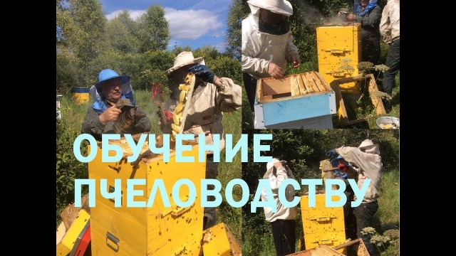 Учебная пасека для начинающих пчеловодов. Обучение.