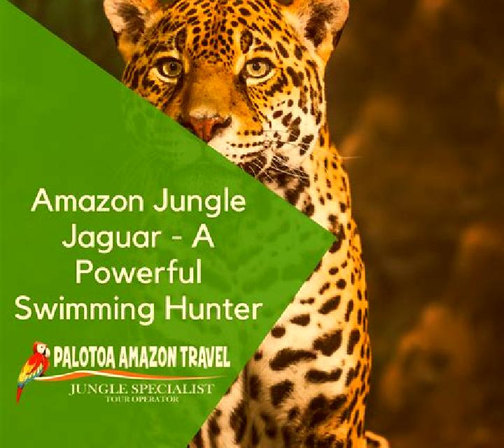 Amazon Jungle online slot
