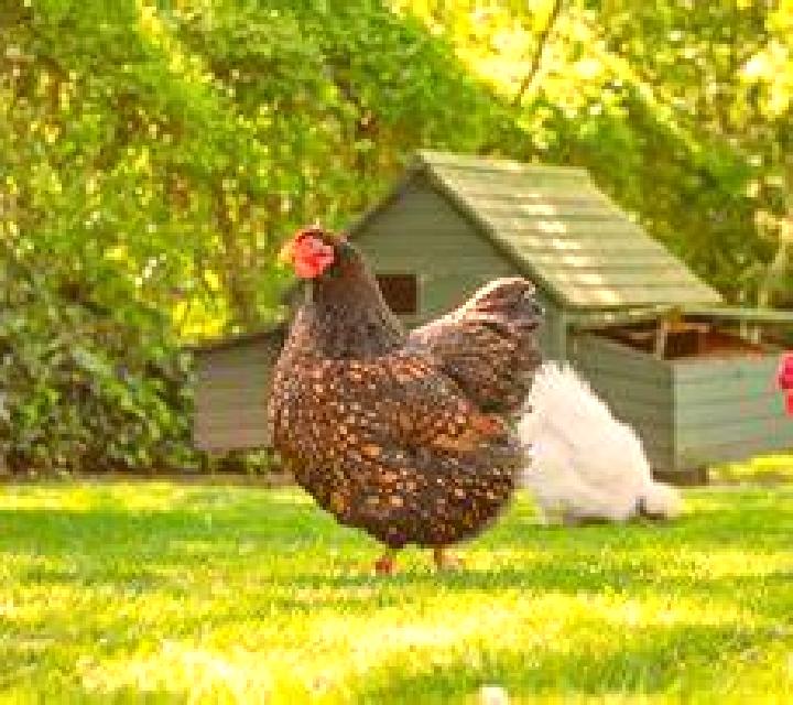 Fortune Chests slot