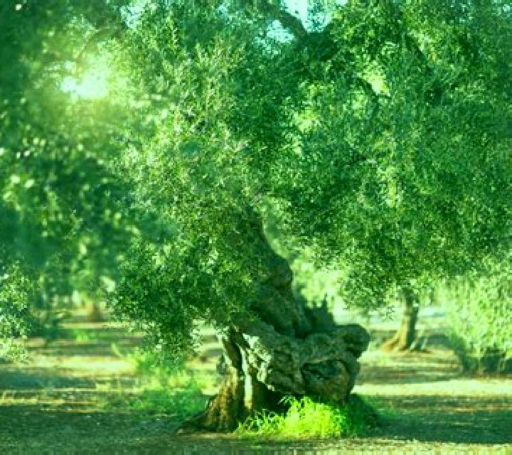 Fugaso Airlines slot machine