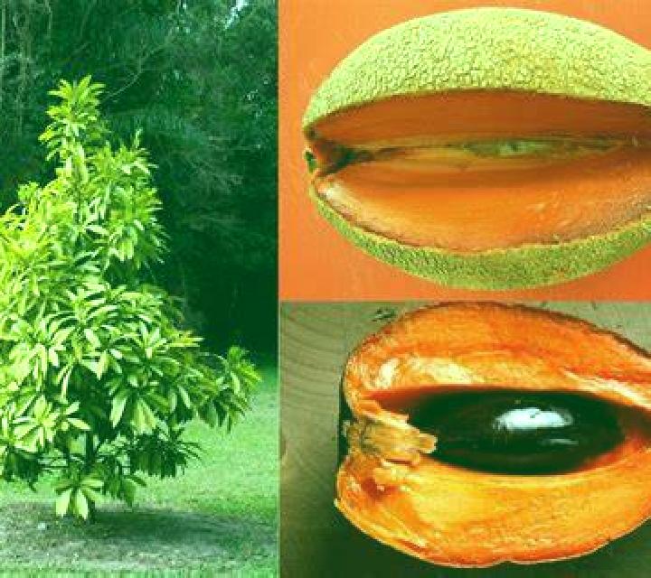 Gold of Odin slot machine