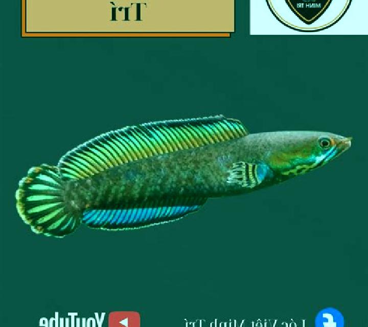 Harvest Gold slot
