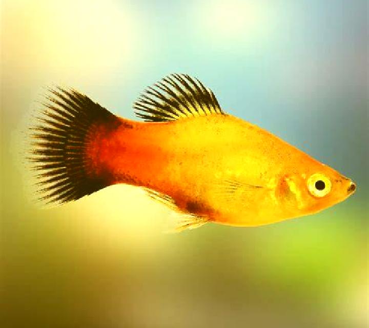 Mystic Platy online slot