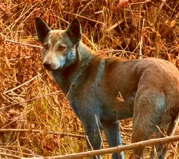The Big Coin Pig slot machine